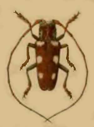 Protorhopala sexnotata