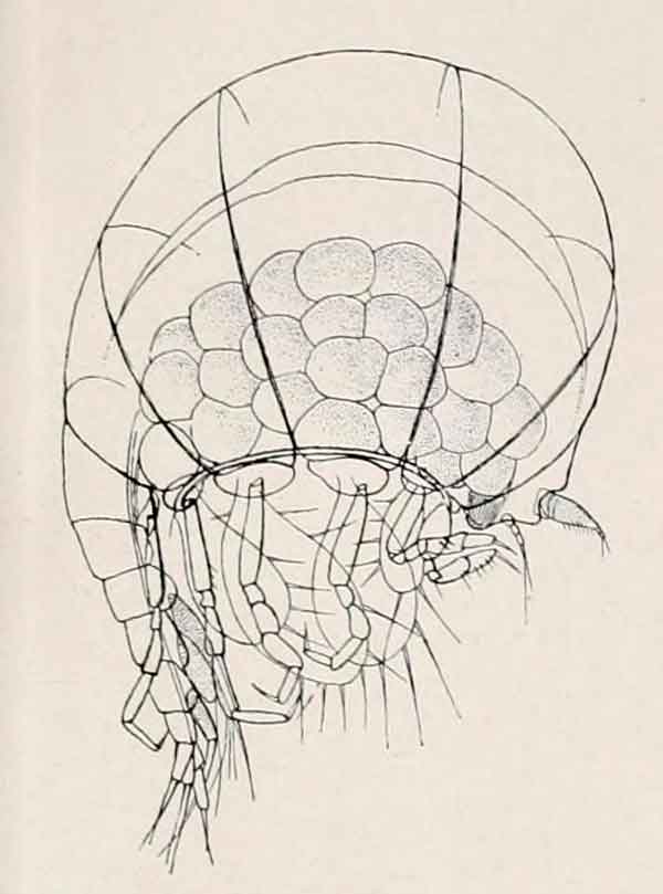 Archaeoscina steenstrupi