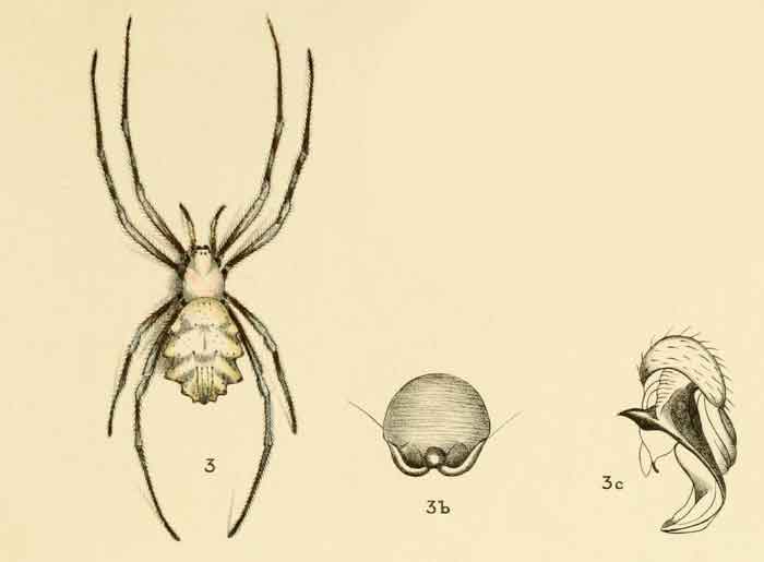 Argiope sector