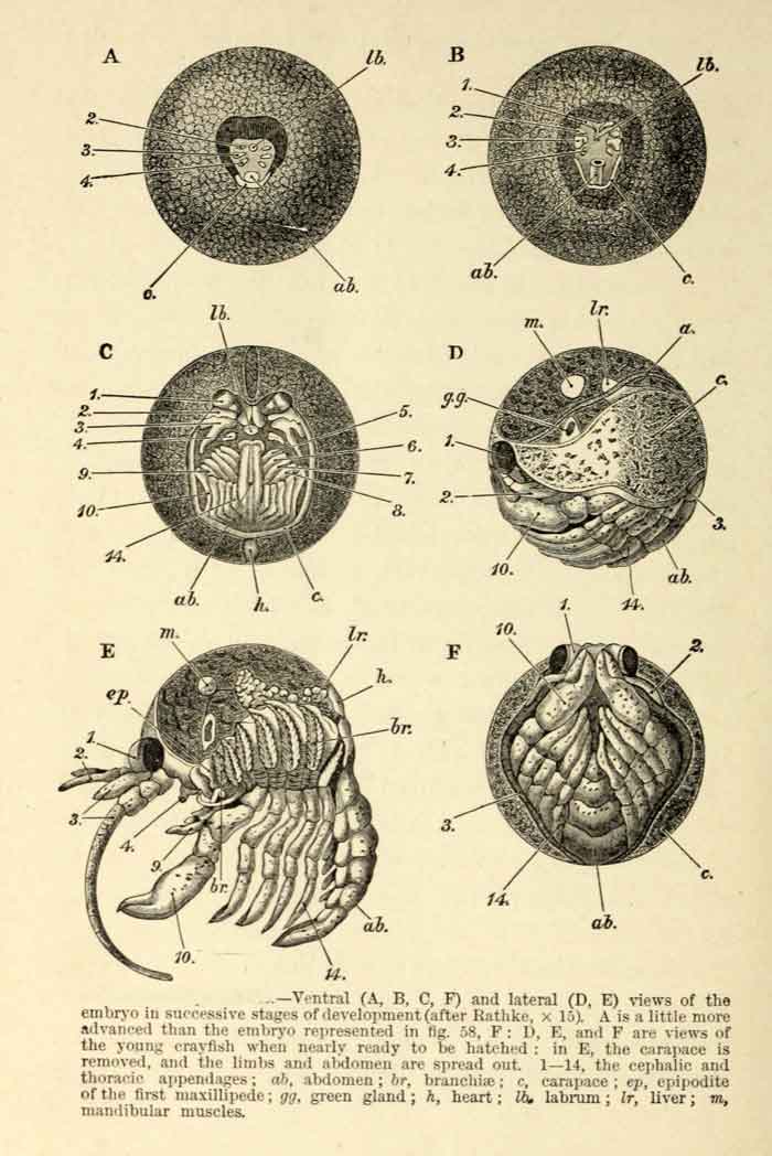 Astacus astacus