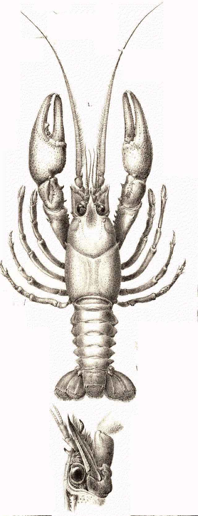 Barbicambarus cornutus