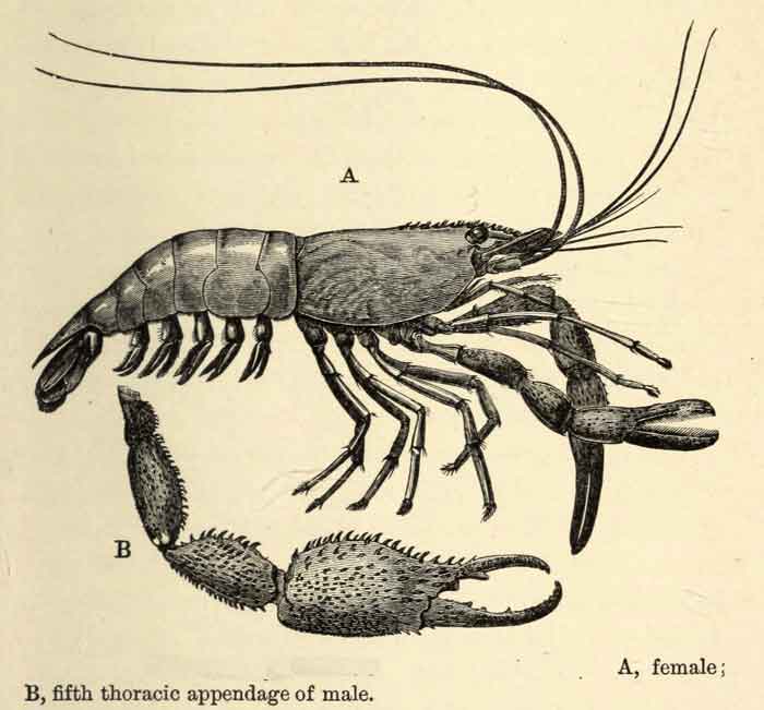 Macrobrachium carcinus