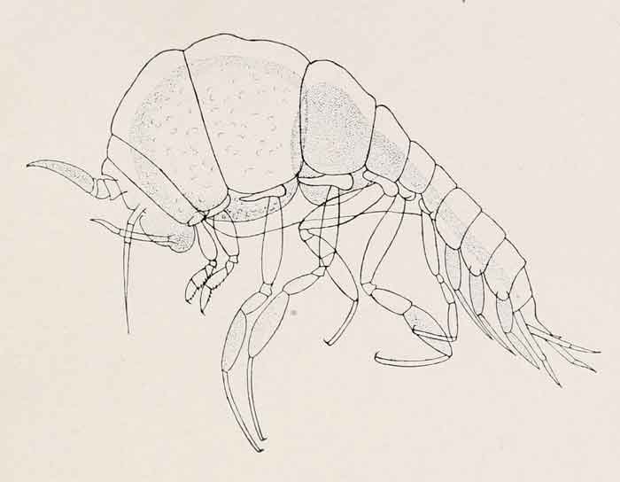 Mimonecteola diomedeae