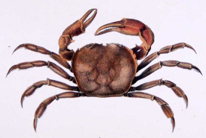 Moreirocarcinus emarginata