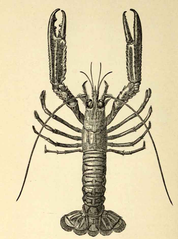 Nephrops norvegicus