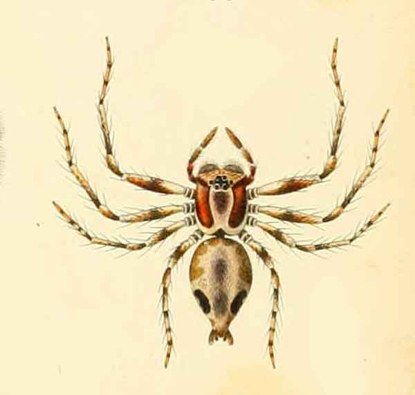 Oxyopes pulchellus 