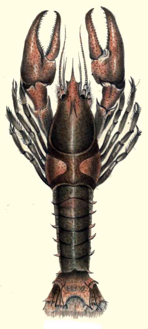 Pacifastacus leniusculus