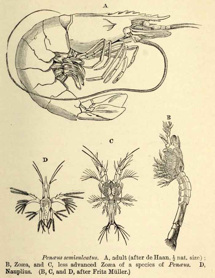 Penaeus semisulcatus