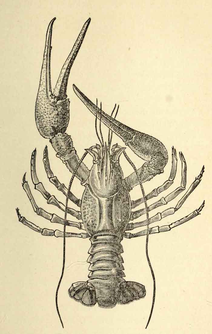 Pontastacus leptodactylus