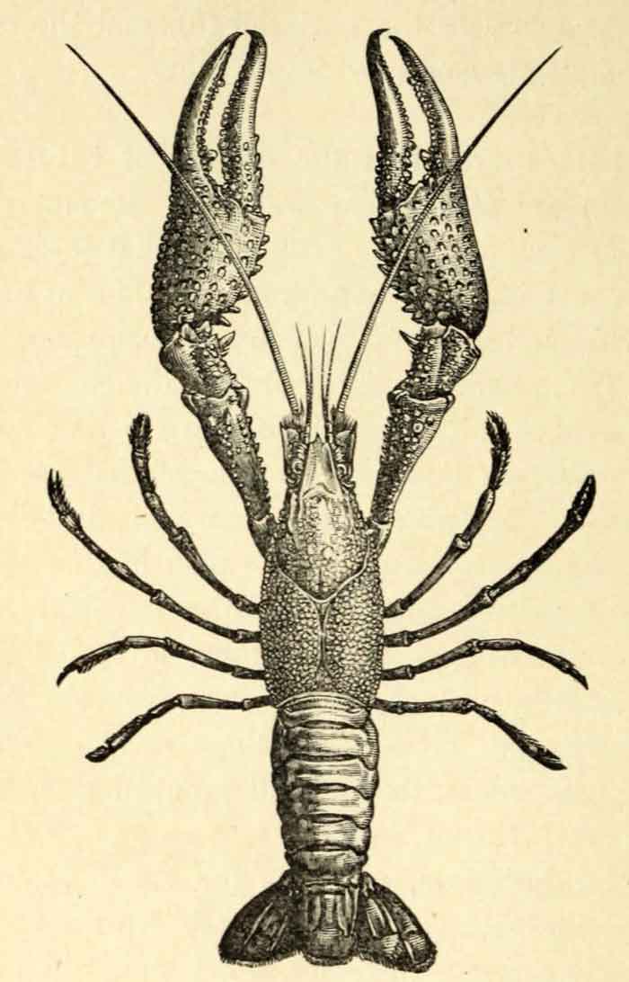 Procambarus clarkii