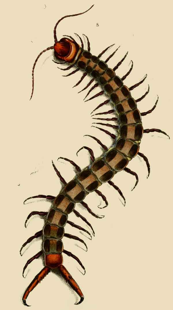 Scolopendra valida