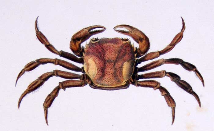 Sylviocarcinus pictus