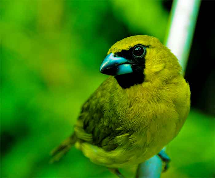 Caryothraustes canadensis