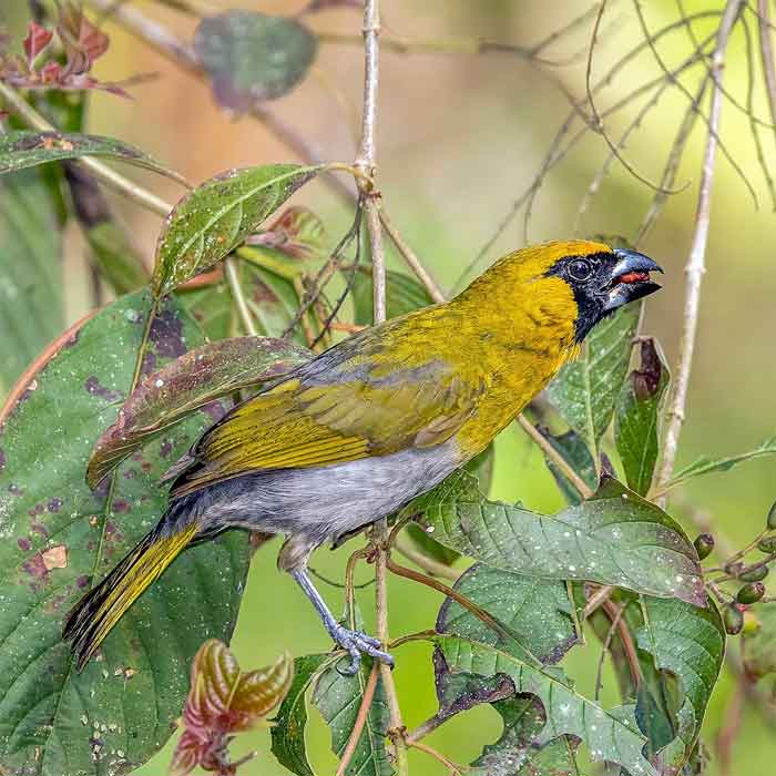 Caryothraustes poliogaster