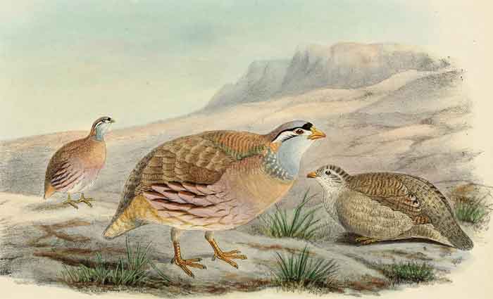 Ammoperdix griseogularis