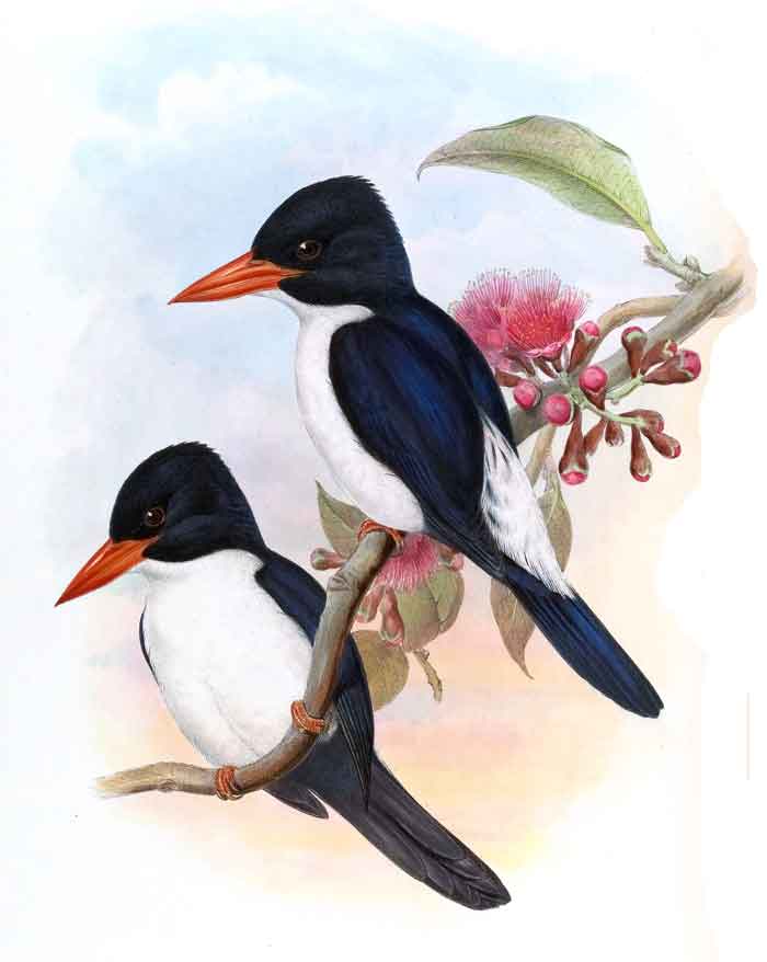 Caridonax fulgidus