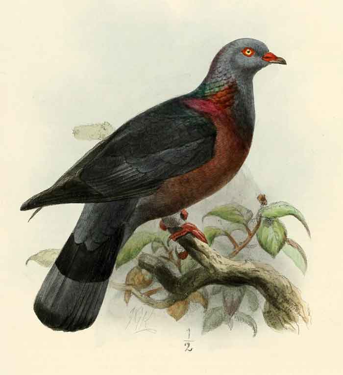 Columba bollii