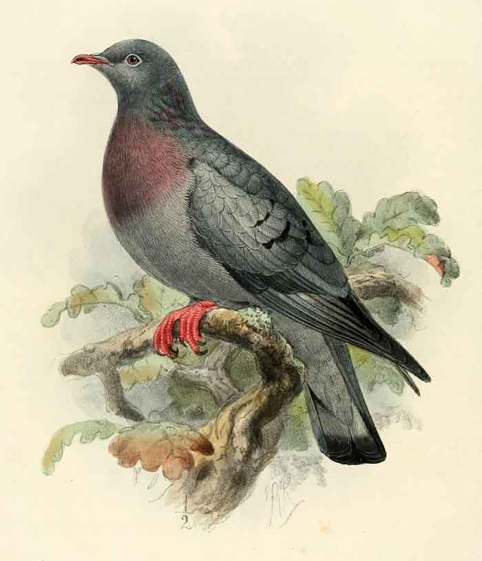 Columba oenas