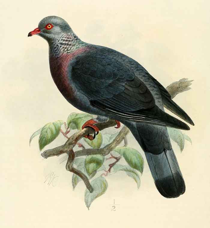 Columba trocaz