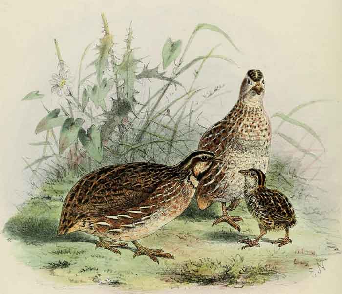 Coturnix coturnix