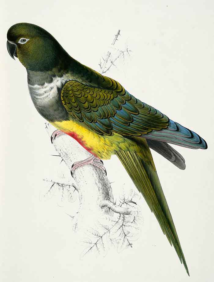 Cyanoliseus patagonus