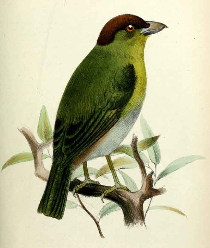 Cyclarhis gujanensis contrerasi