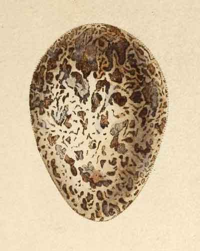 Egg of Rupicola peruvianus