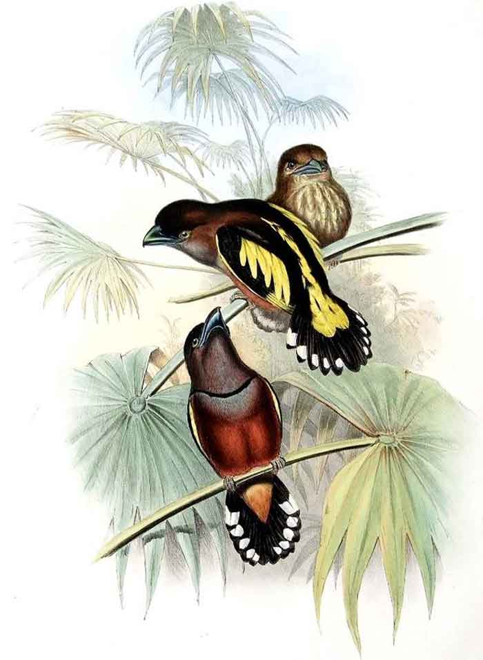 Eurylaimus javanicus