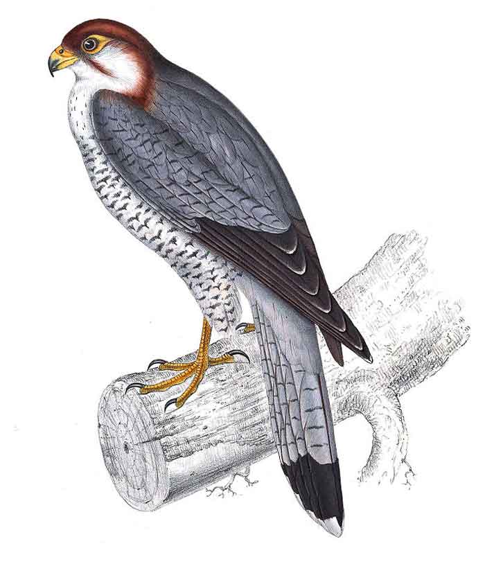 Falco chicquera