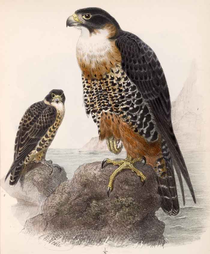 Falco deiroleucus