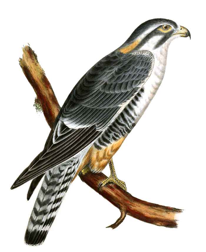 Falco femoralis