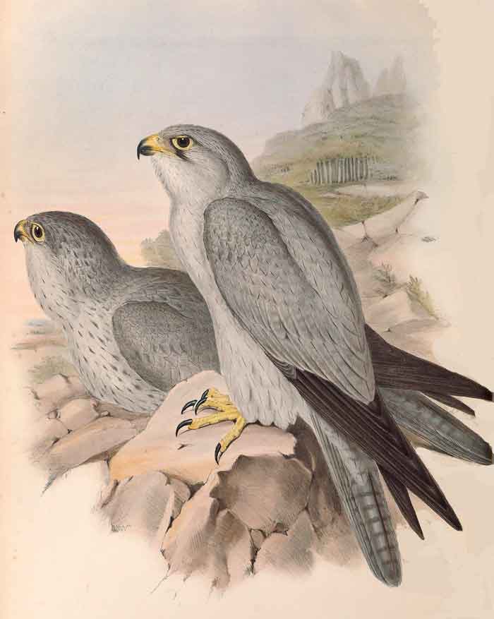 Falco hypoleucos