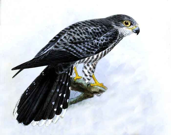 Falco zoniventris