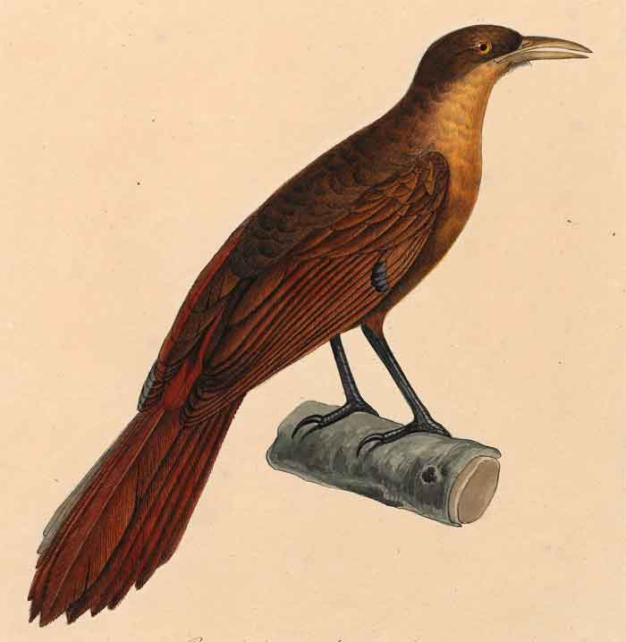 Garritornis isidorei