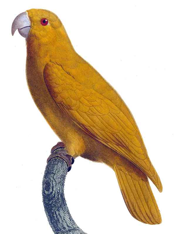 Geoffroyus aureus