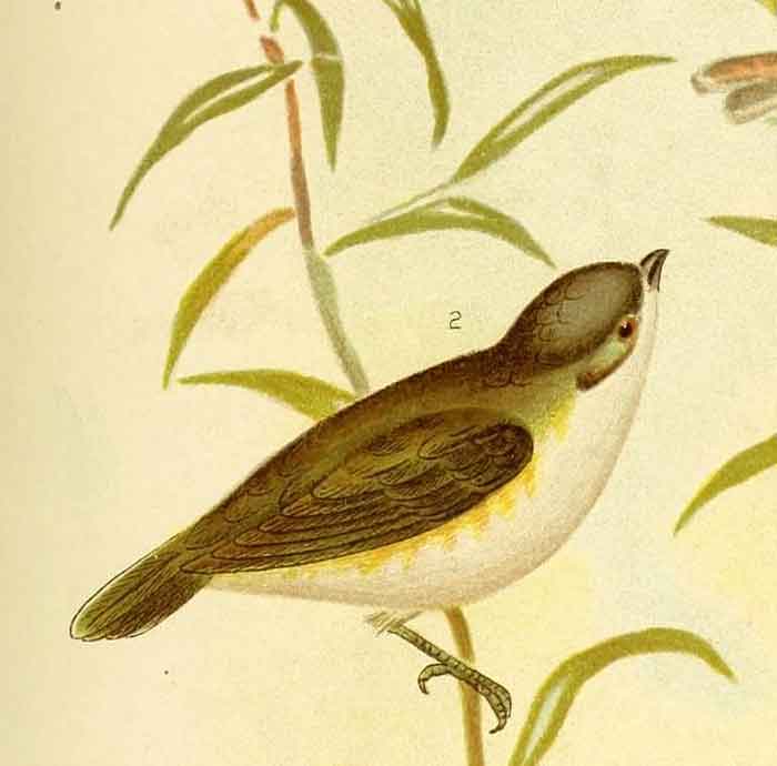 Gerygone chloronota