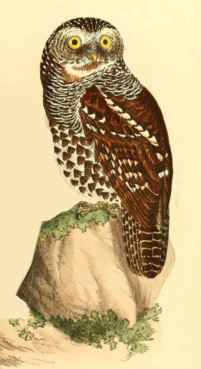 Glaucidium capense castaneum