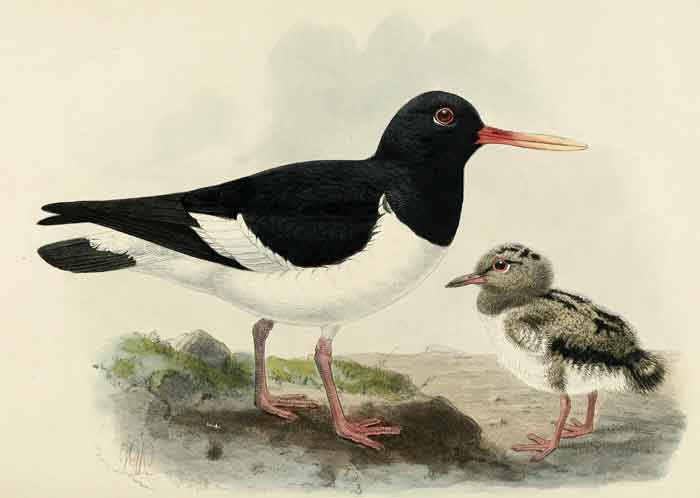 Haematopus ostralegus