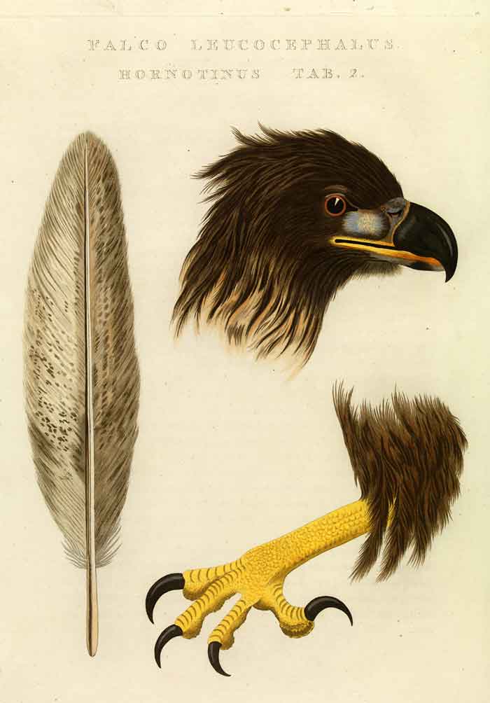 Haliaeetus albicilla