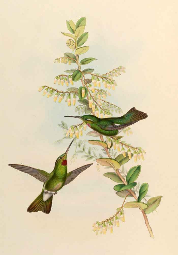 Heliodoxa gularis