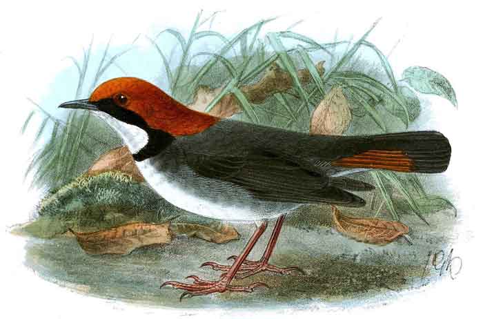 Larvivora ruficeps