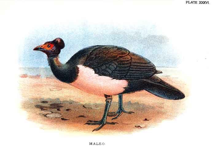 Macrocephalon maleo