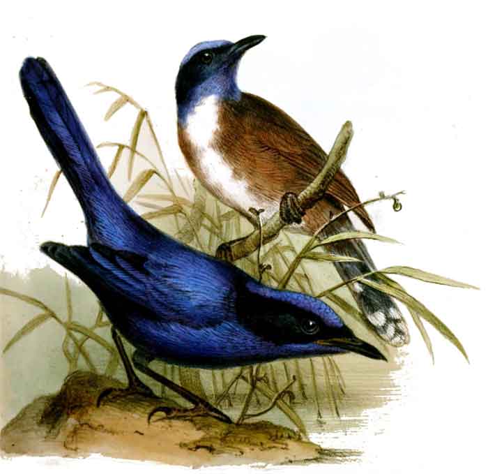 Malurus cyanocephalus