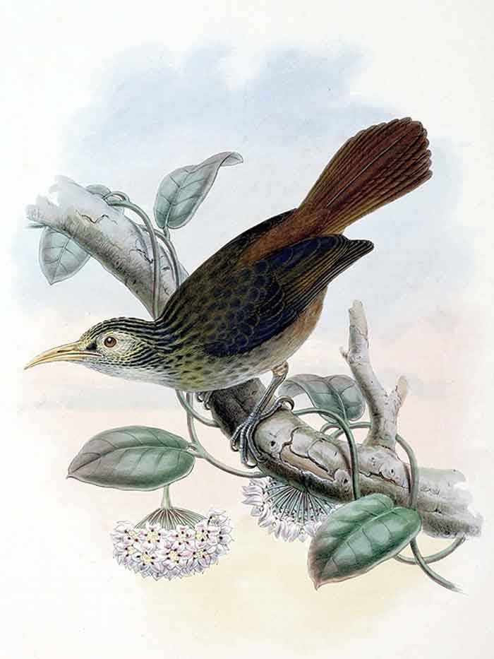 Meliarchus sclateri