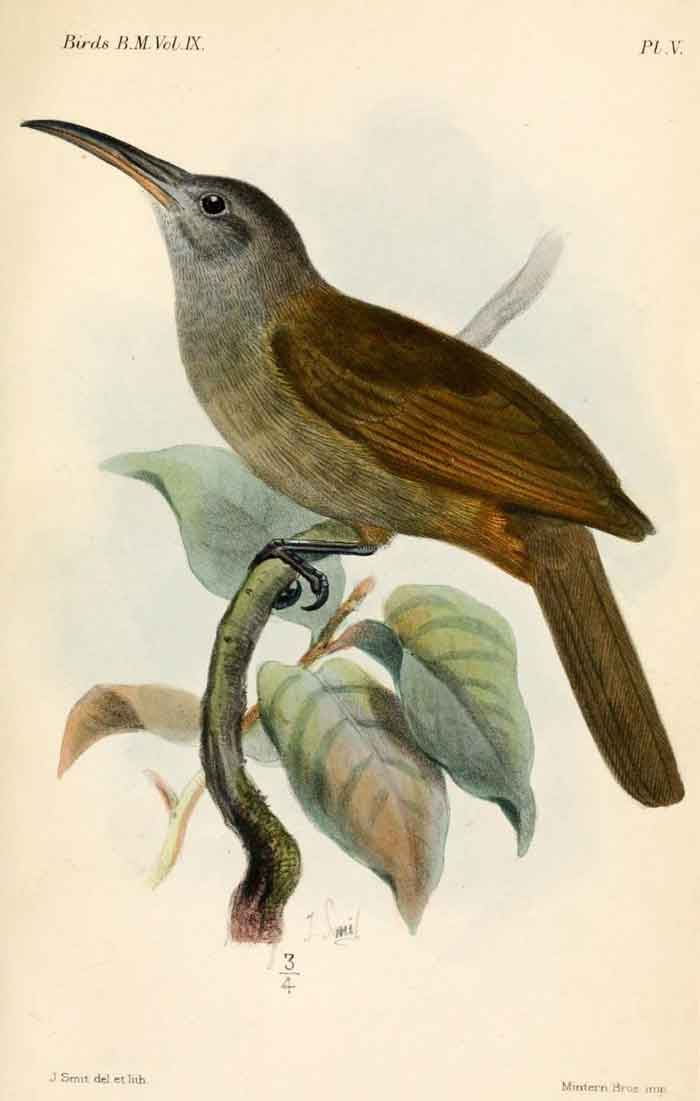 Melilestes megarhynchus