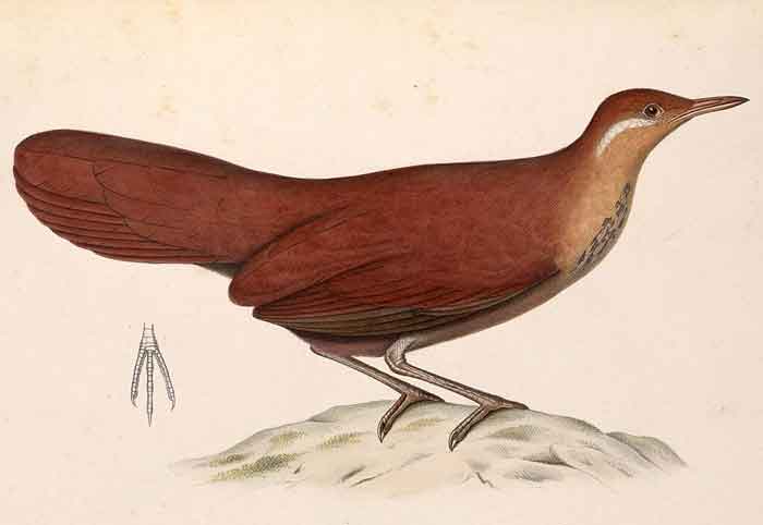 Mesitornis unicolor