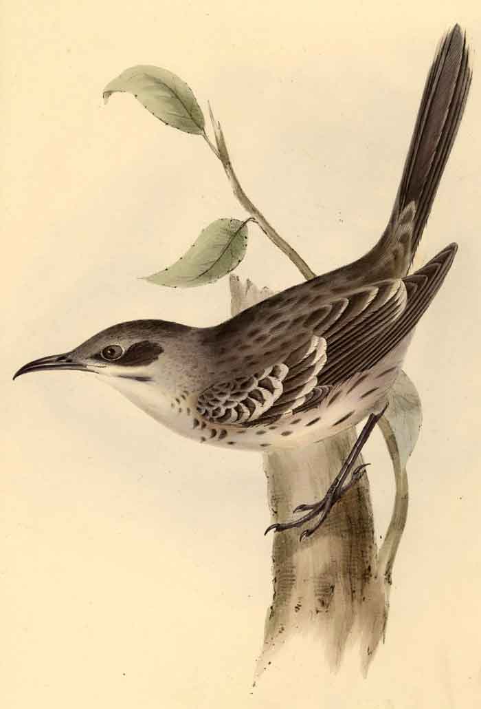 Mimus melanotis