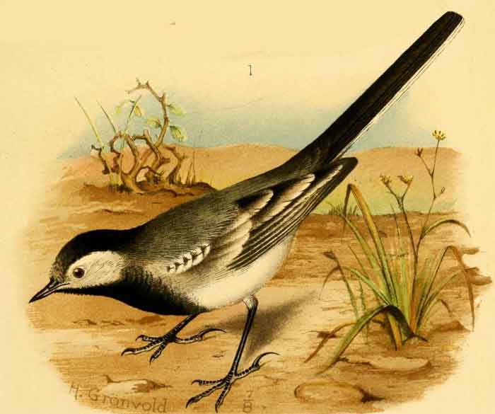 Motacilla alba alba 