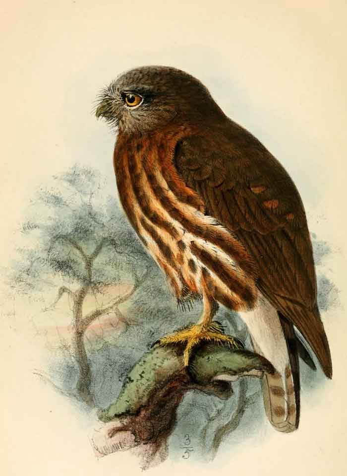 Ninox affinis