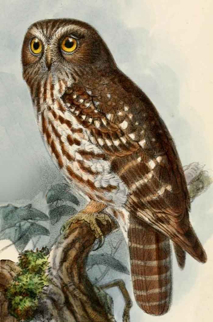 Ninox fusca